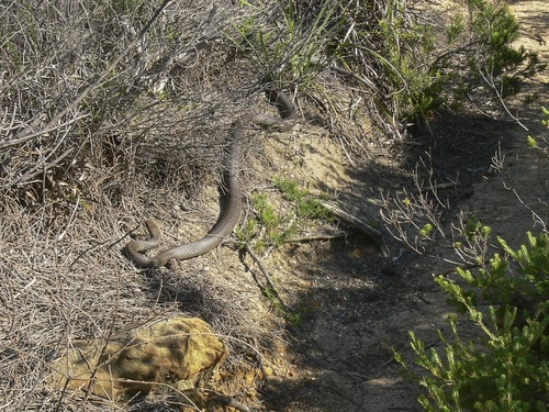 Eastern Brown Snake sighting