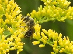 Colletes compactus compactus