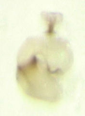 Ptinella acaciae