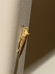 Agonopterix thelmae