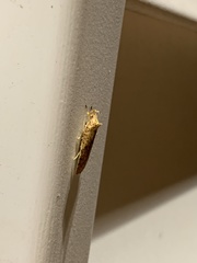 Agonopterix thelmae
