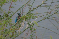 Alcedo atthis