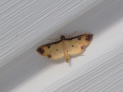 Eulepte anticostalis
