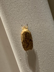 Agonopterix thelmae