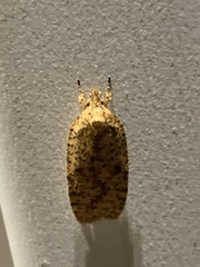 Agonopterix thelmae