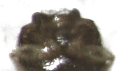 Ptinella acaciae