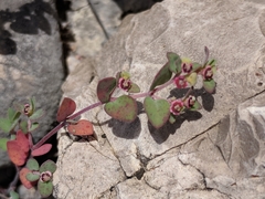 Euphorbia cinerascens