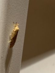 Agonopterix thelmae