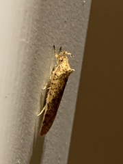 Agonopterix thelmae