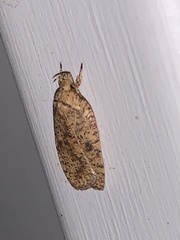 Agonopterix thelmae