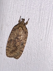 Agonopterix thelmae