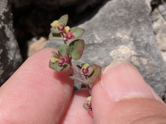 Euphorbia cinerascens