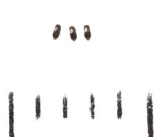 Ptinella acaciae