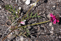 Indigofera capillaris