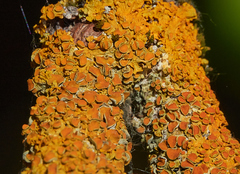 Polycauliona bolacina