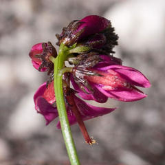 Indigofera capillaris
