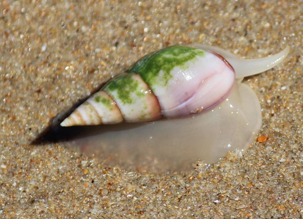 Bulliinae
