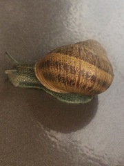 Cornu aspersum