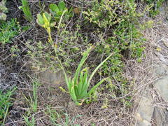 Bulbine alooides