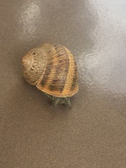 Cornu aspersum