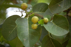 Cordia bicolor