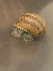 Cornu aspersum