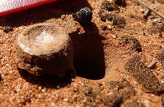 Hoggicosa