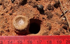 Hoggicosa