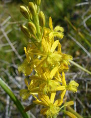 Bulbine alooides
