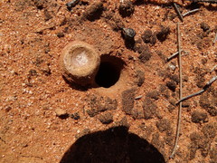 Hoggicosa
