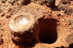 Hoggicosa