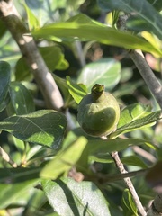 Catunaregam taylorii