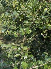 Catunaregam taylorii