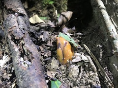 Balanophora laxiflora