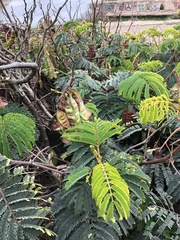 Paraserianthes