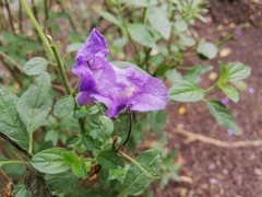 Scutellaria integrifolia