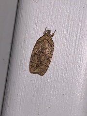 Agonopterix thelmae