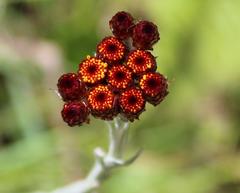 Helichrysum subluteum