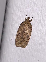Agonopterix thelmae