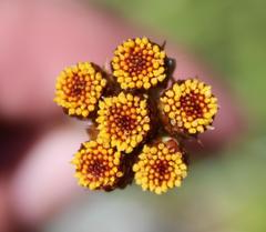 Helichrysum subluteum