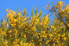 Acacia calamifolia