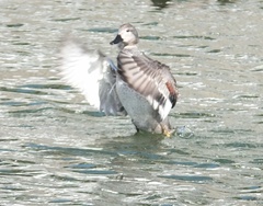 Mareca strepera