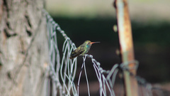 Cynanthus latirostris