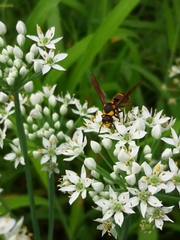 Anterhynchium flavomarginatum