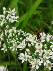 Anterhynchium flavomarginatum