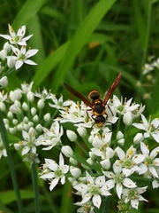 Anterhynchium flavomarginatum