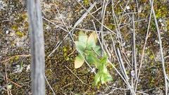 Pterostylis cycnocephala