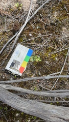 Pterostylis cycnocephala