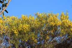 Acacia calamifolia