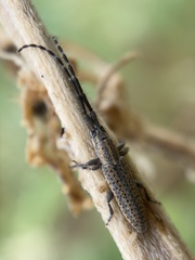 Dorcasta cinerea